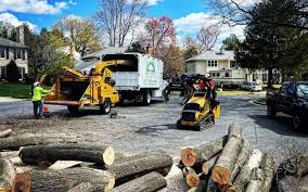 Professional Tree Removal and Landscaping Services in Florala, AL